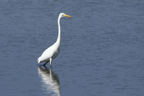 Silberreiher Bingenheimer Ried Wetterau 2016