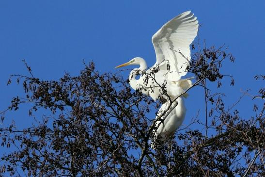 Silberreiher Patershäuser Wiesen und Wälder Heusenstamm 2017