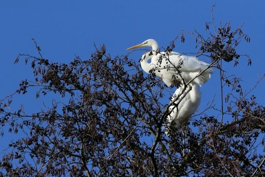 Silberreiher Patershäuser Wiesen und Wälder Heusenstamm 2017