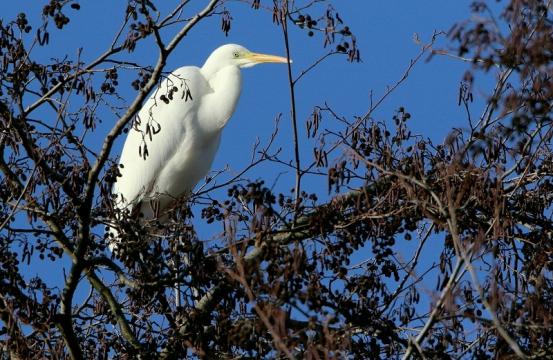 Silberreiher Patershäuser Wiesen und Wälder Heusenstamm 2017