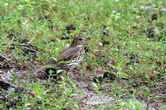 Singdrossel Wildpark Alte Fasanerie Klein Auheim 2018