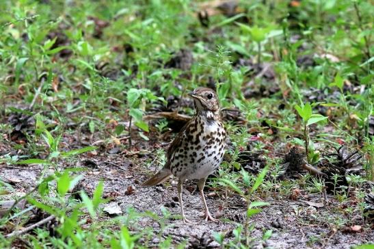 Singdrossel Wildpark Alte Fasanerie Klein Auheim 2018