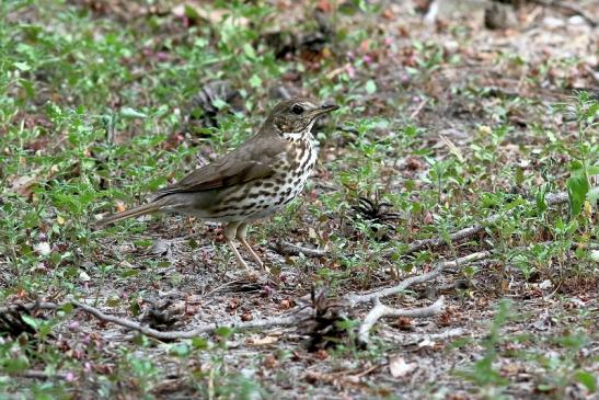 Singdrossel Wildpark Alte Fasanerie Klein Auheim 2018