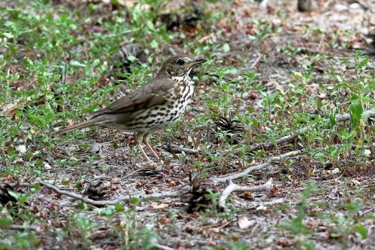 Singdrossel Wildpark Alte Fasanerie Klein Auheim 2018