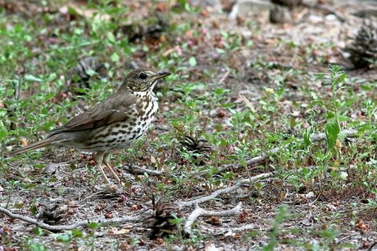 Singdrossel Wildpark Alte Fasanerie Klein Auheim 2018