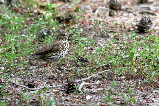 Singdrossel Wildpark Alte Fasanerie Klein Auheim 2018