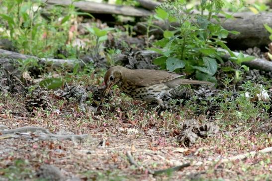 Singdrossel Wildpark Alte Fasanerie Klein Auheim 2018