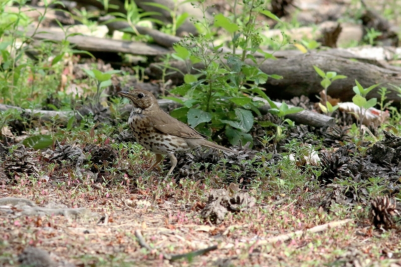 Singdrossel Wildpark Alte Fasanerie Klein Auheim 2018