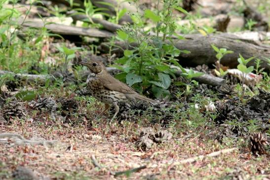 Singdrossel Wildpark Alte Fasanerie Klein Auheim 2018