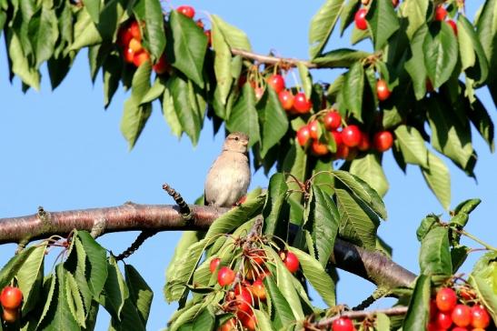 Sperling Unser Garten Dietzenbach 2019