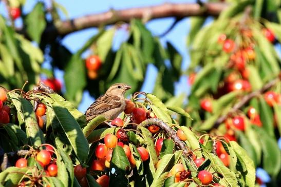 Sperling Unser Garten Dietzenbach 2019