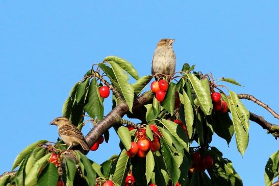 Sperling Unser Garten Dietzenbach 2019