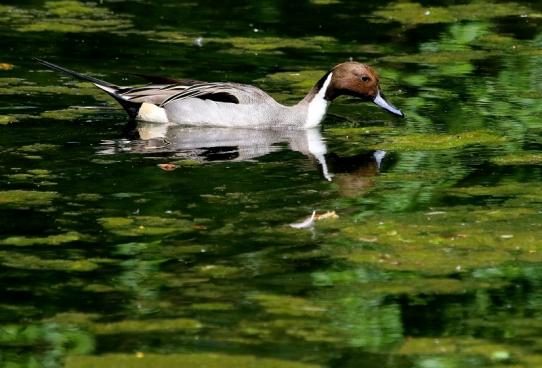 Spiessente Zoo Frankfurt am Main 2017