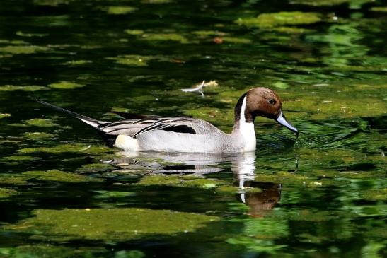 Spiessente Zoo Frankfurt am Main 2017