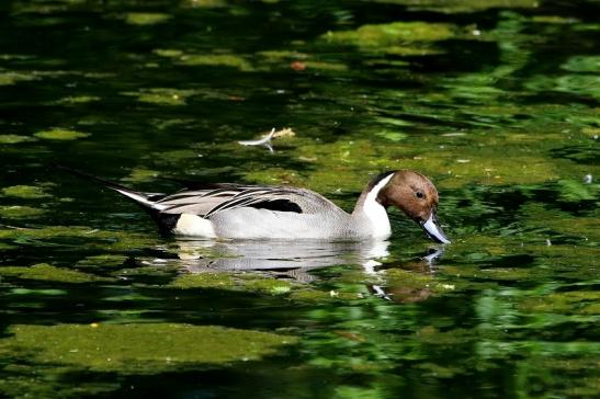 Spiessente Zoo Frankfurt am Main 2017