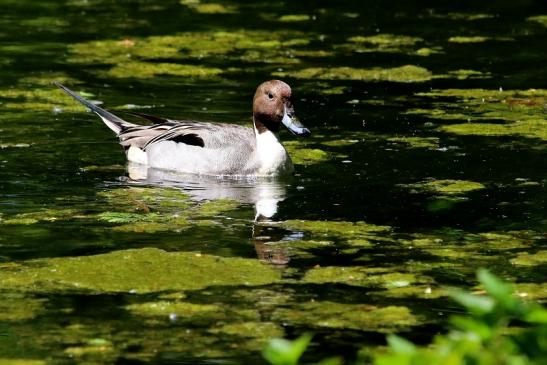 Spießente Zoo Frankfurt am Main 2017