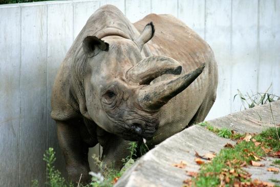 Spitzmaulnashorn Zoo Frankfurt am Main 2012