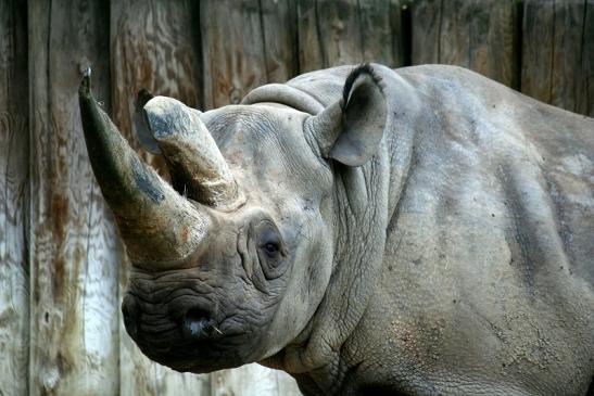 Spitzmaulnashorn Zoo Frankfurt am Main 2012