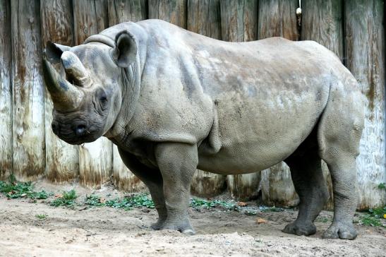 Spitzmaulnashorn Zoo Frankfurt am Main 2012