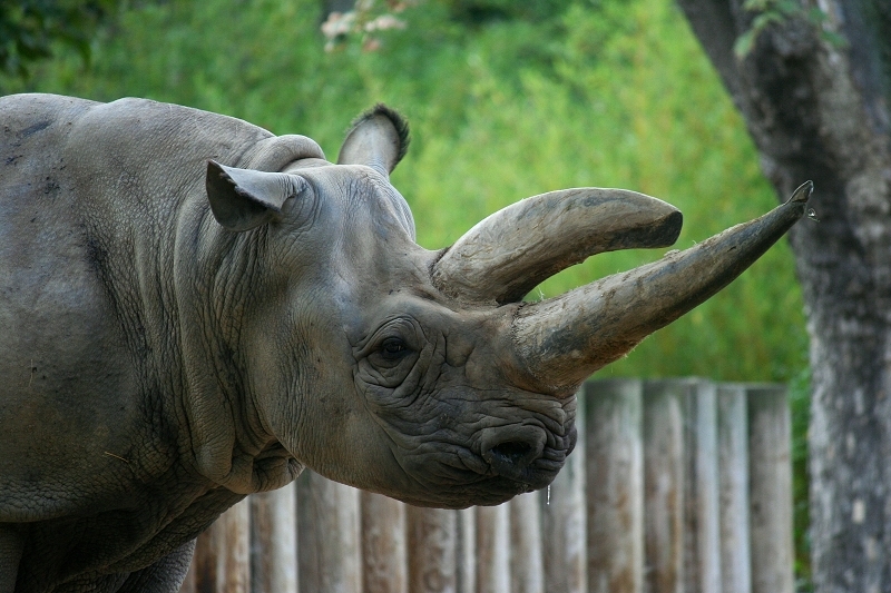 Spitzmaulnashorn Zoo Frankfurt am Main 2012