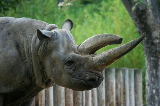 Spitzmaulnashorn Zoo Frankfurt am Main 2012