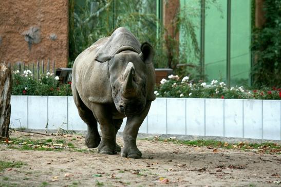 Spitzmaulnashorn Zoo Frankfurt am Main 2012