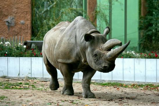 Spitzmaulnashorn Zoo Frankfurt am Main 2012
