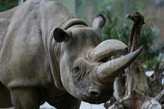 Spitzmaulnashorn Zoo Frankfurt am Main 2012