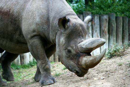 Spitzmaulnashorn Zoo Frankfurt am Main 2012