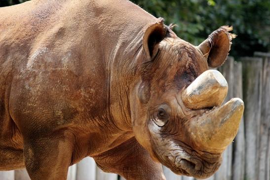 Spitzmaulnashorn Zoo Frankfurt am Main 2014