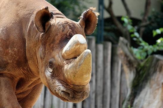 Spitzmaulnashorn Zoo Frankfurt am Main 2014