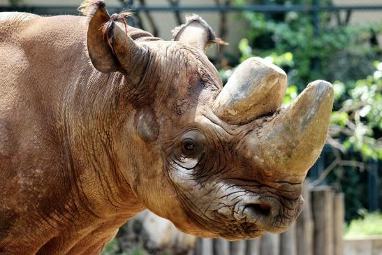 Spitzmaulnashorn Zoo Frankfurt am Main 2014