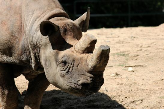 Spitzmaulnashorn Zoo Frankfurt am Main 2014