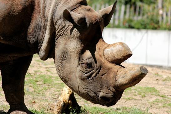 Spitzmaulnashorn Zoo Frankfurt am Main 2014