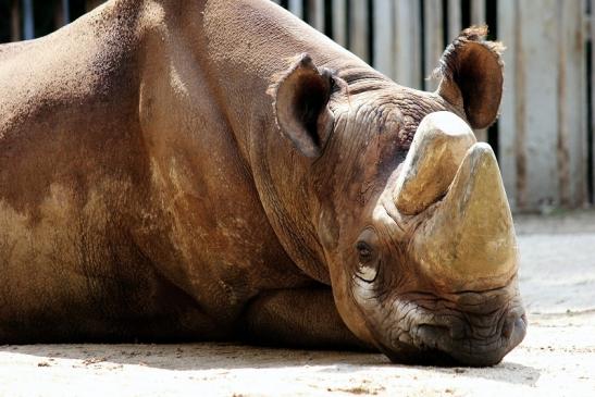 Spitzmaulnashorn Zoo Frankfurt am Main 2014