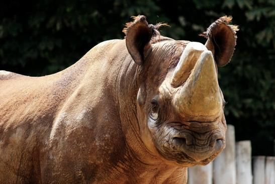 Spitzmaulnashorn Zoo Frankfurt am Main 2014