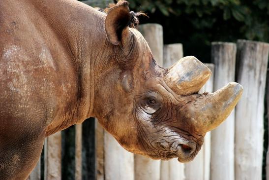 Spitzmaulnashorn Zoo Frankfurt am Main 2014