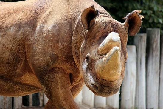 Spitzmaulnashorn Zoo Frankfurt am Main 2014