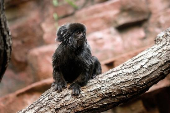 Springtamarin Zoo Frankfurt 2014