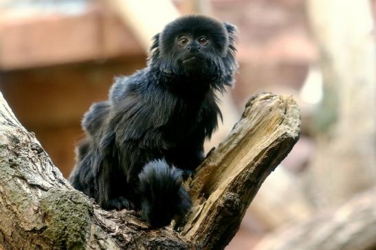 Springtamarin Zoo Frankfurt am Main 2017