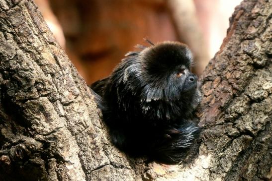 Springtamarin Zoo Frankfurt am Main 2017