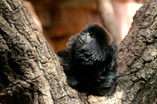 Springtamarin Zoo Frankfurt am Main 2017