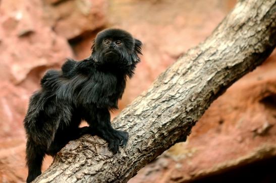 Springtamarin Zoo Frankfurt am Main 2017