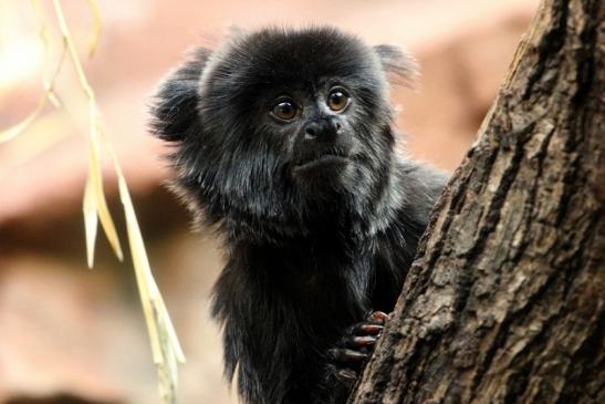 Springtamarin Zoo Frankfurt Main 2013