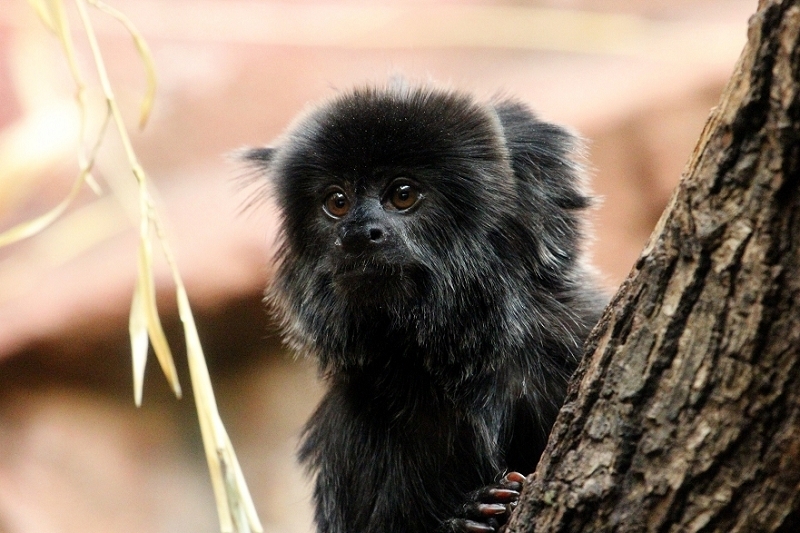 Springtamarin Zoo Frankfurt Main 2013