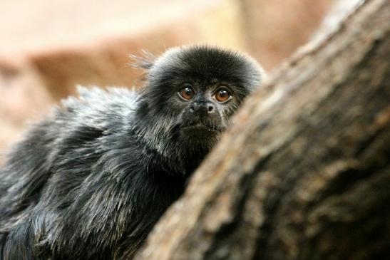 Springtamarin Zoo Frankfurt Main 2013