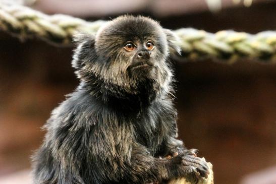 Springtamarin Zoo Frankfurt Main 2013