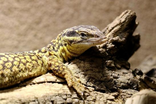 Stachelschwanzleguan Zoo Vivarium Darmstadt 2019