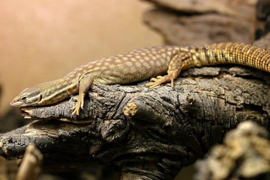 Stachelschwanzwaran Zoo Vivarium Darmstadt 2014