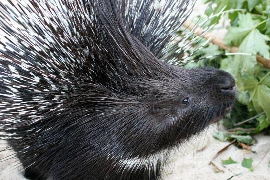 Stachelschwein Opel Zoo Kronberg 2012